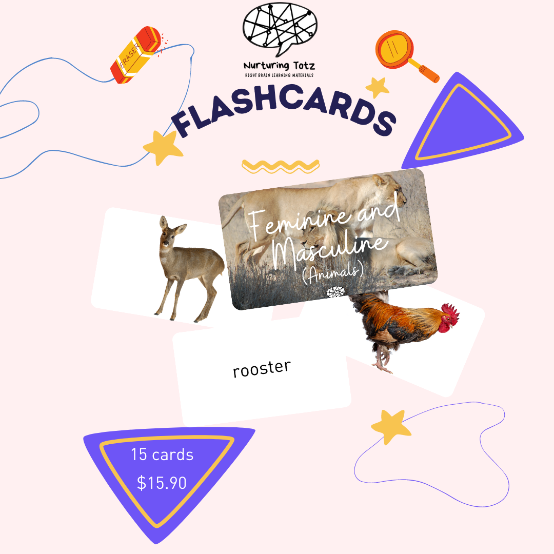 Flash Cards Set (Set C)